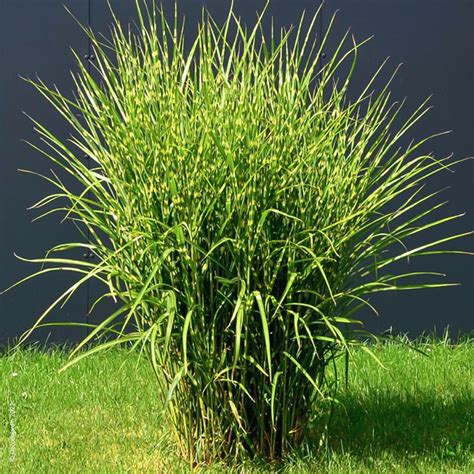 Popis obrázku pre dizajnéra: Detailný záber na listy okrasnej trávy Miscanthus sinensis 'Zebrinus' s typickým priečnym žltým pruhovaním na zelenom podklade.