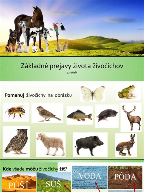 Schéma znázorňujúca základné typy rozmnožovania u živočíchov a ich vývinové štádiá
