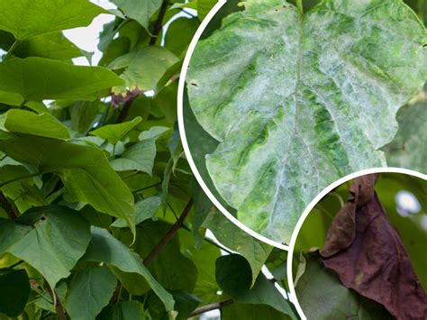 Ilustračná fotografia napadnutej katalpy s čiernym povlakom na listoch