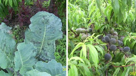 Tematická fotografia rastlín napadnutých voškami a múčnatkou