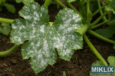 Detailná fotografia listu napadnutého múčnatkou