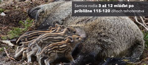 Botanická schéma čistca lesného s detailom na kvety a listy