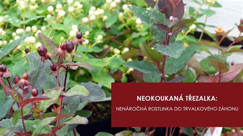 Ilustrácia postupu delenia hľúz a sadenia do črepníka
