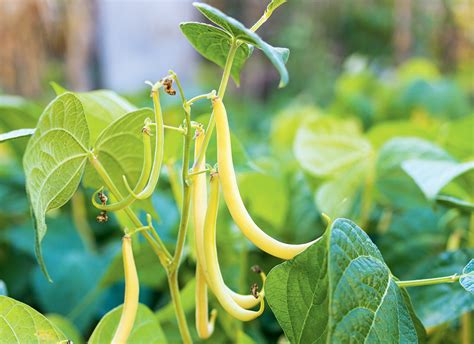 Koláž rôznych farebných odrôd fazule - zelené, žlté, fialové, červené a škvrnité struky