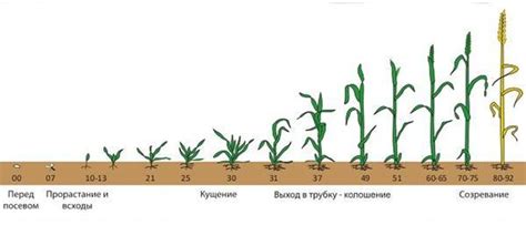Schéma znázorňujúca vegetačné obdobie papriky od výsevu po zber úrody