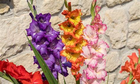 detail gladiol vo vysokej váze