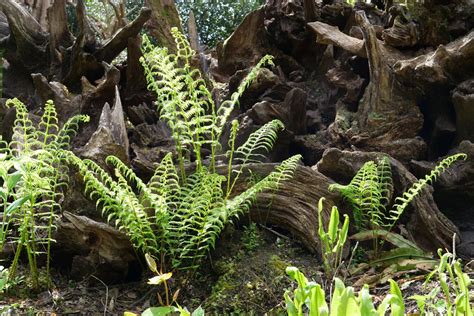 ilustrácia izbovej paprade v kvetináči