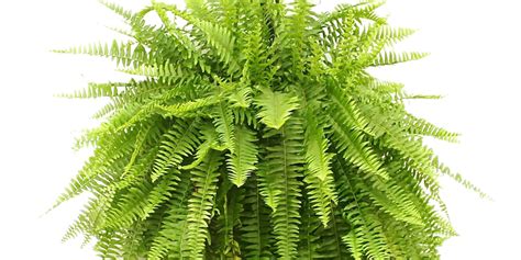 ilustrácia žltnúcej paprade v kvetináči