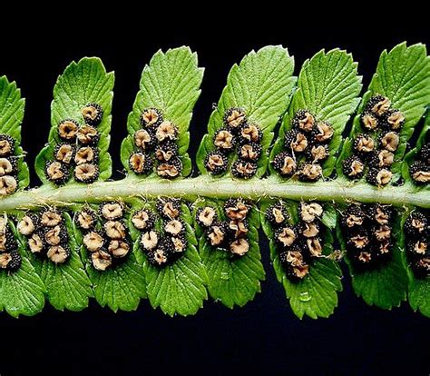 detailný záber listu paprade s príznakmi antrakózy