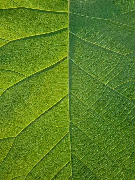 detailný záber listu paprade s voškami