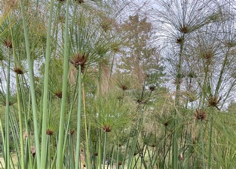 Ilustračná fotografia rastliny šachor s charakteristickými listami a květenstvami