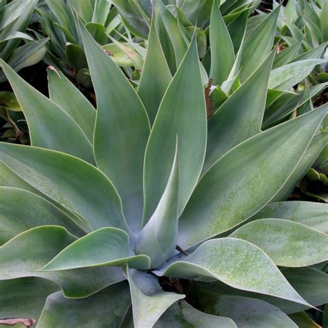 Detail Agave attenuata s mäkkými listami
