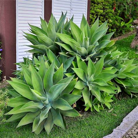 Zalievanie Agave attenuata ku koreňom