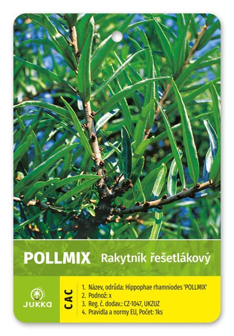 Detail samčích kvetov rakytníka 'Pollmix'