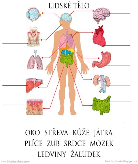 Detailná schéma stavby cicavčieho tela s vyznačením kľúčových orgánov