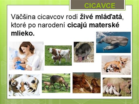 Ilustrácia starostlivosti cicavcov o mláďatá