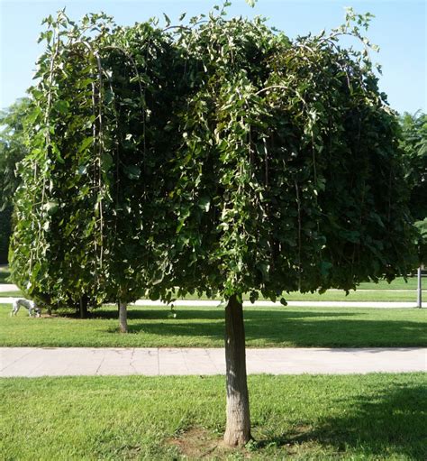Moruša čierna ´PENDULA´ na kmienku