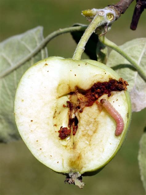 feromónový lapač proti obaľovačovi jablčnému