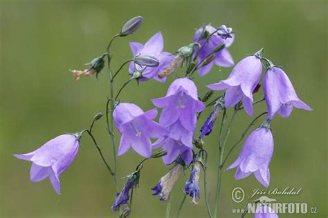 Tematické foto rodu Campanula (zvonček)