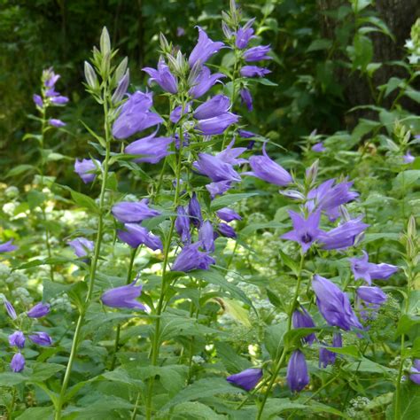 Detailná infografika štruktúry kvetu Campanula latifolia