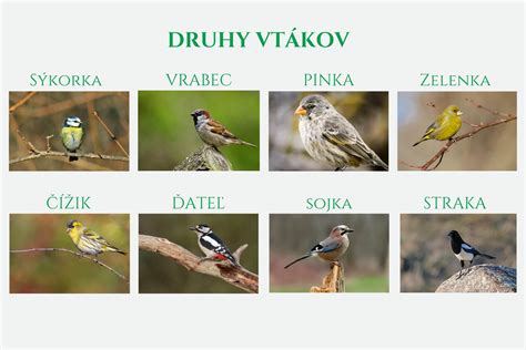 Tematické foto: Rôzne druhy vtákov v chove s mladými