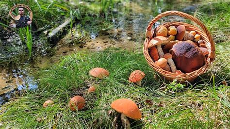 Ilustračná fotografia lesnej cestičky s hubami
