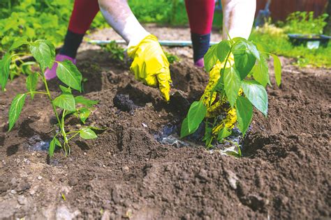 Ilustračné foto mladých priesad papriky