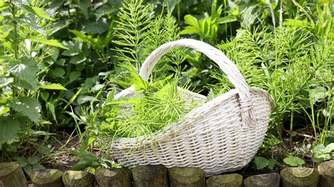 Infografika znázorňujúca metódy úpravy pôdy a eliminácie prasličky v záhrade.