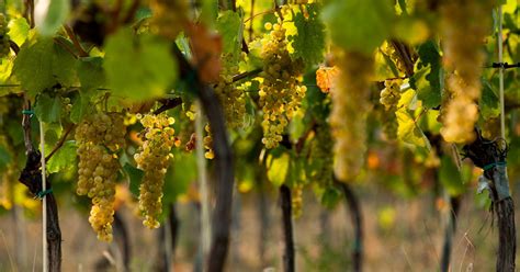 Vinice v oblasti Tokaj