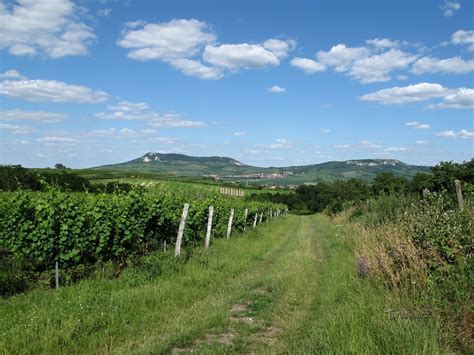 Vinohrady na Záhorí