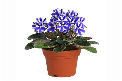 Ilustrácia rôznych odrôd afrických fialiek s rôznymi tvarmi listov a farbami kvetov.