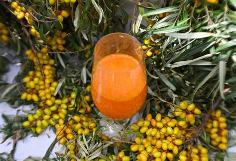 Ilustračná fotografia plodov rakytníka