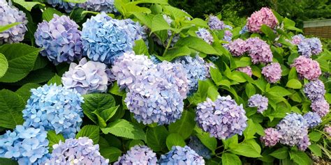 Ilustrácia vošiek na rastline