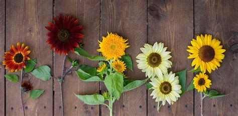 Prehľad rôznych odrôd slnečníc s rozličnými farbami a veľkosťami kvetov.