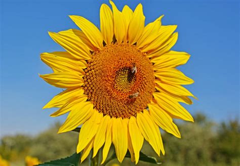 Detail zrelého kvetu slnečnice s dozrievajúcimi semenami, pripravenými na zber.