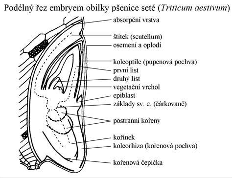 Schéma stavby obilného zrna: obalové vrstvy, endosperm a klíček