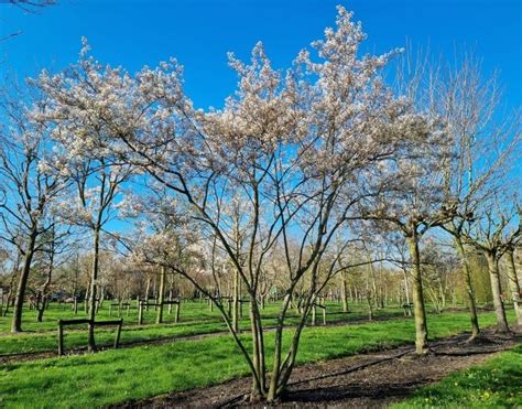 Muchovník Lamarckov v plnom kvete na jar