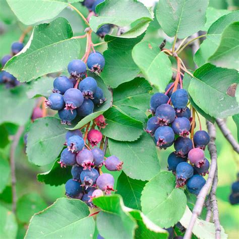 Zrelé plody muchovníka Lamarckovho v strapcoch na vetve