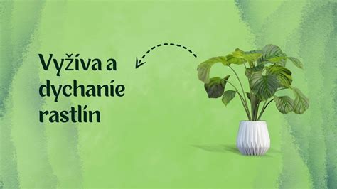 Porovnanie rastliny pestovanej v pôde a hydroponicky