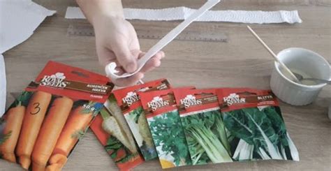 Výsev semien gypsomilky do malých črepníkov