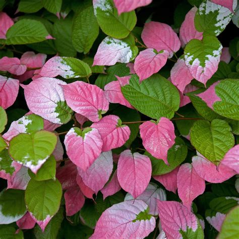 Farebné listy Actinidia kolomikta