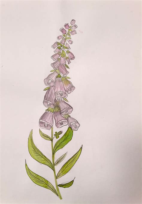Botanická kresba Divozelu veľkokvetého s detailmi listov a kvetov
