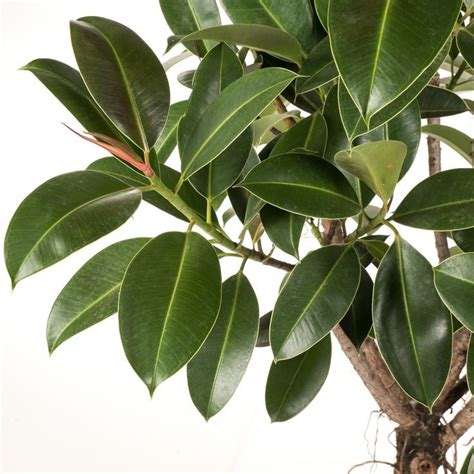 Ilustrácia rôznych druhov listov fikusov (Ficus elastica, Ficus benjamina, Ficus lyrata)