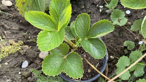 detail jahodových rastlín s poplazmi