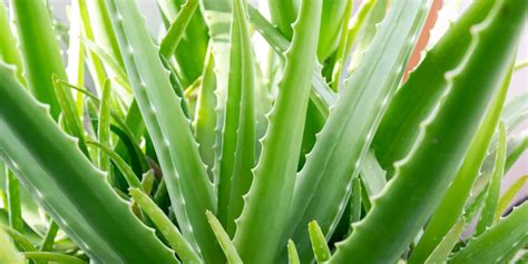 Ilustrácia rastliny aloe vera s jej charakteristickými hrubými listami