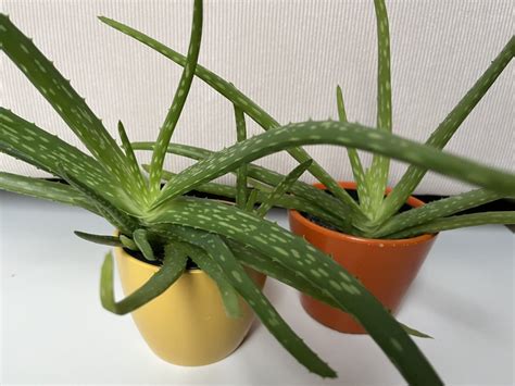 Ilustrácia oddelenia odnože od materskej rastliny aloe vera