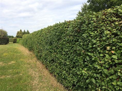 mladý stromček muchovníka v záhrade