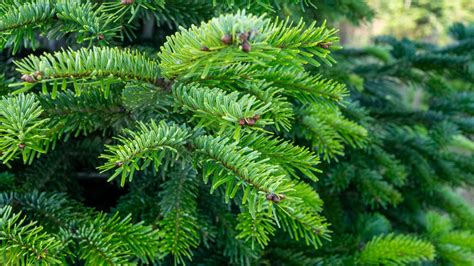 mladá jedľa Nordmannova v záhrade