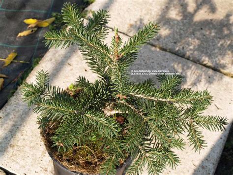 jedľa v črepníku pripravená na Vianoce