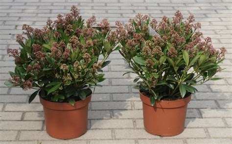 kompozícia vždyzelených kríkov vhodných do polotieňa, napr. rododendrón, skimia, krušpán
